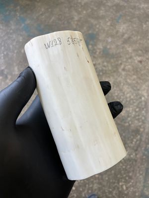 Walrus tusk for scrimshaw knifehandl carving 1.28 lb W128