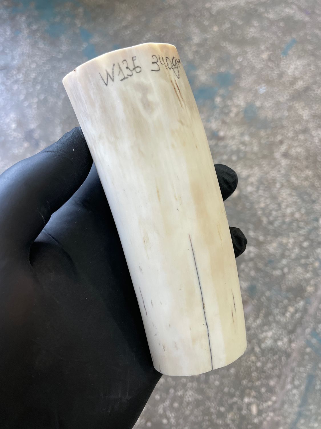 Walrus tusk for scrimshaw knifehandl carving 0.74 lb W136