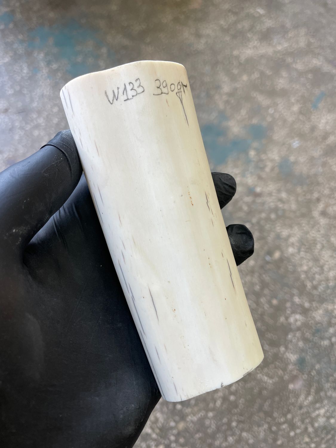 Walrus tusk for scrimshaw knifehandl carving 0.85 lb W133
