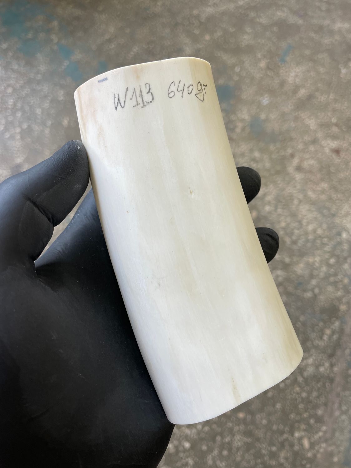 Walrus tusk for scrimshaw knifehandl carving 1.41 lb W113