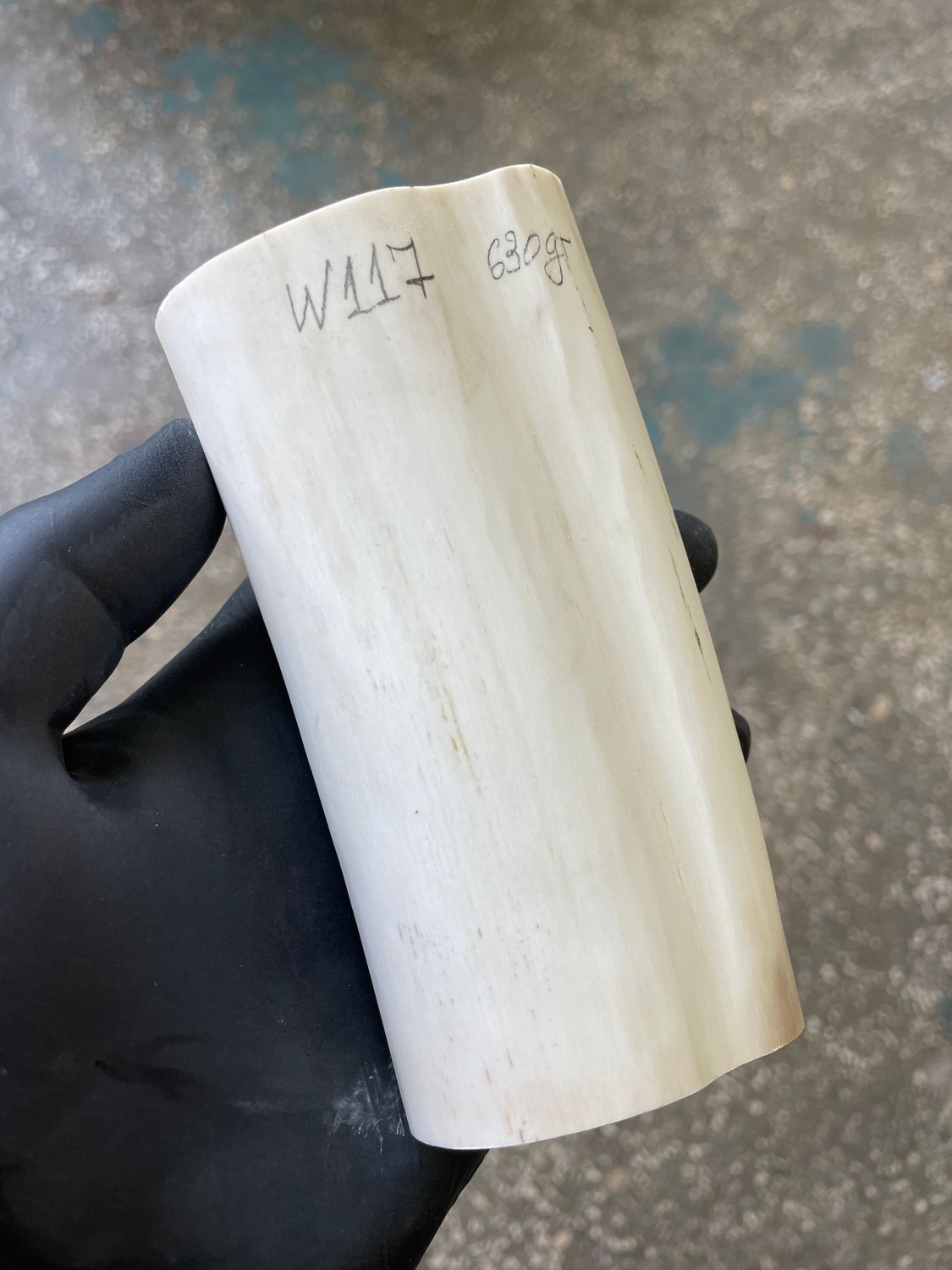 Walrus tusk for scrimshaw knifehandl carving 1.38 lb W117
