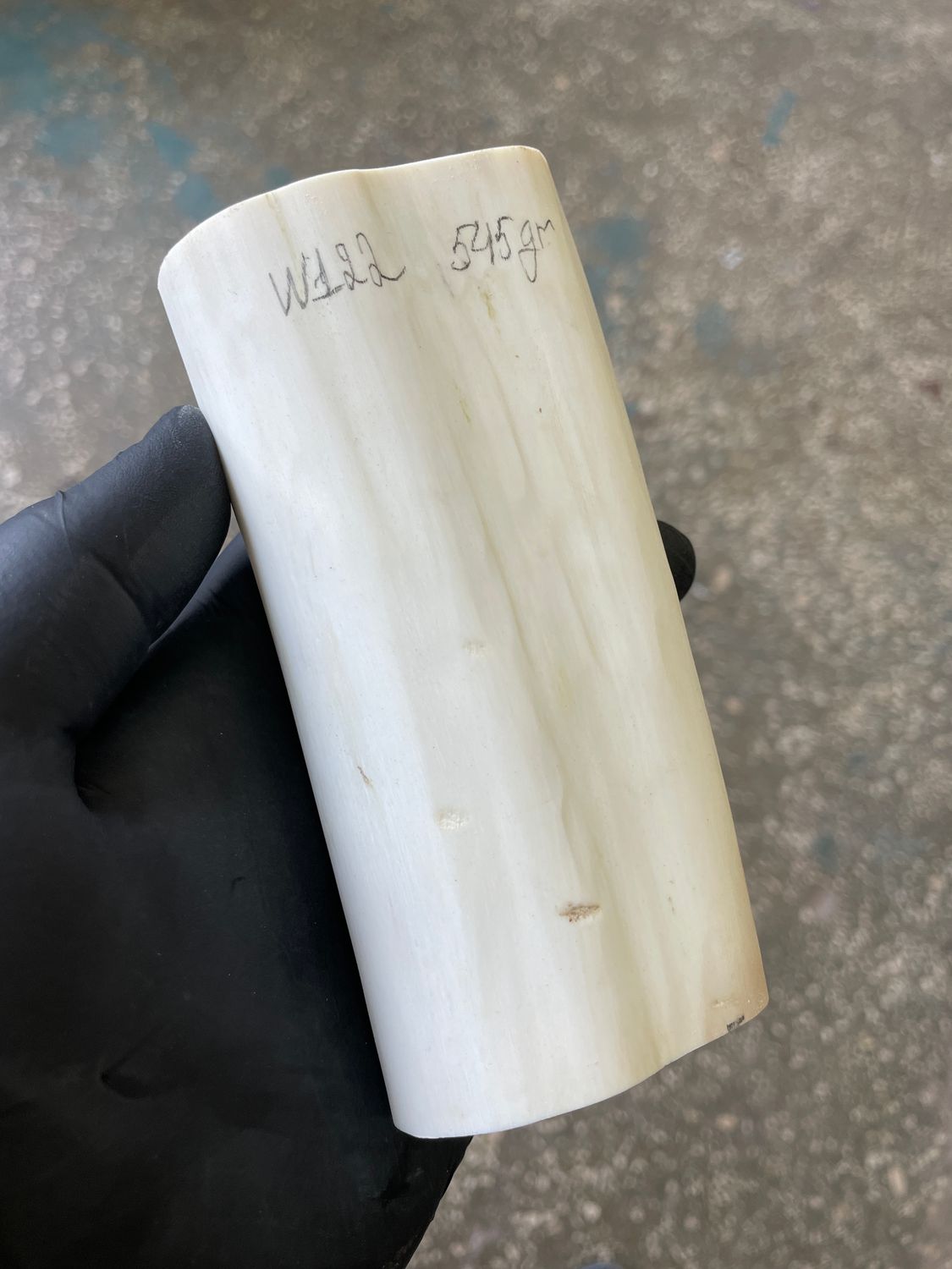 Walrus tusk for scrimshaw knifehandl carving 1.2 lb W122