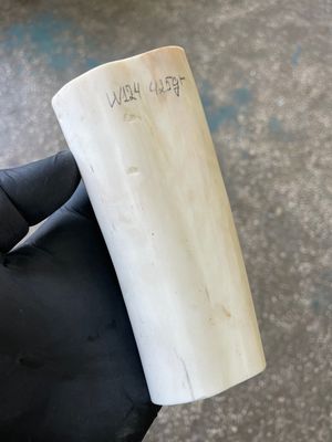 Walrus tusk for scrimshaw knifehandl carving 0.93 lb W124