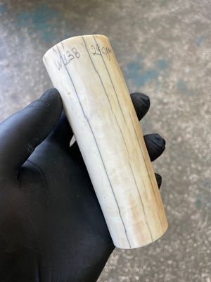 Walrus tusk for scrimshaw knifehandl carving 0.63 lb W138