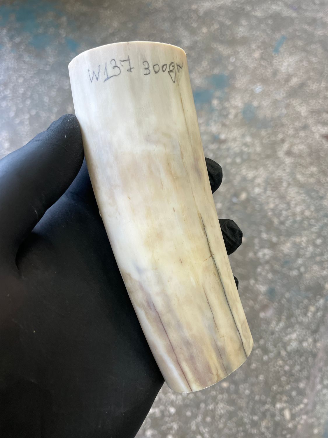 Walrus tusk for scrimshaw knifehandl carving 0.66 lb W137