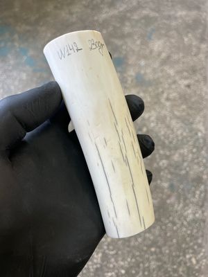 Walrus tusk for scrimshaw knifehandl carving 0.5 lb W142