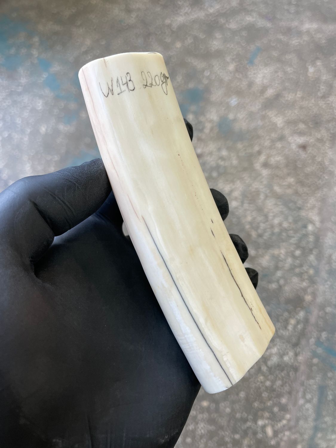 Walrus tusk for scrimshaw knifehandl carving 0.5 lb W143