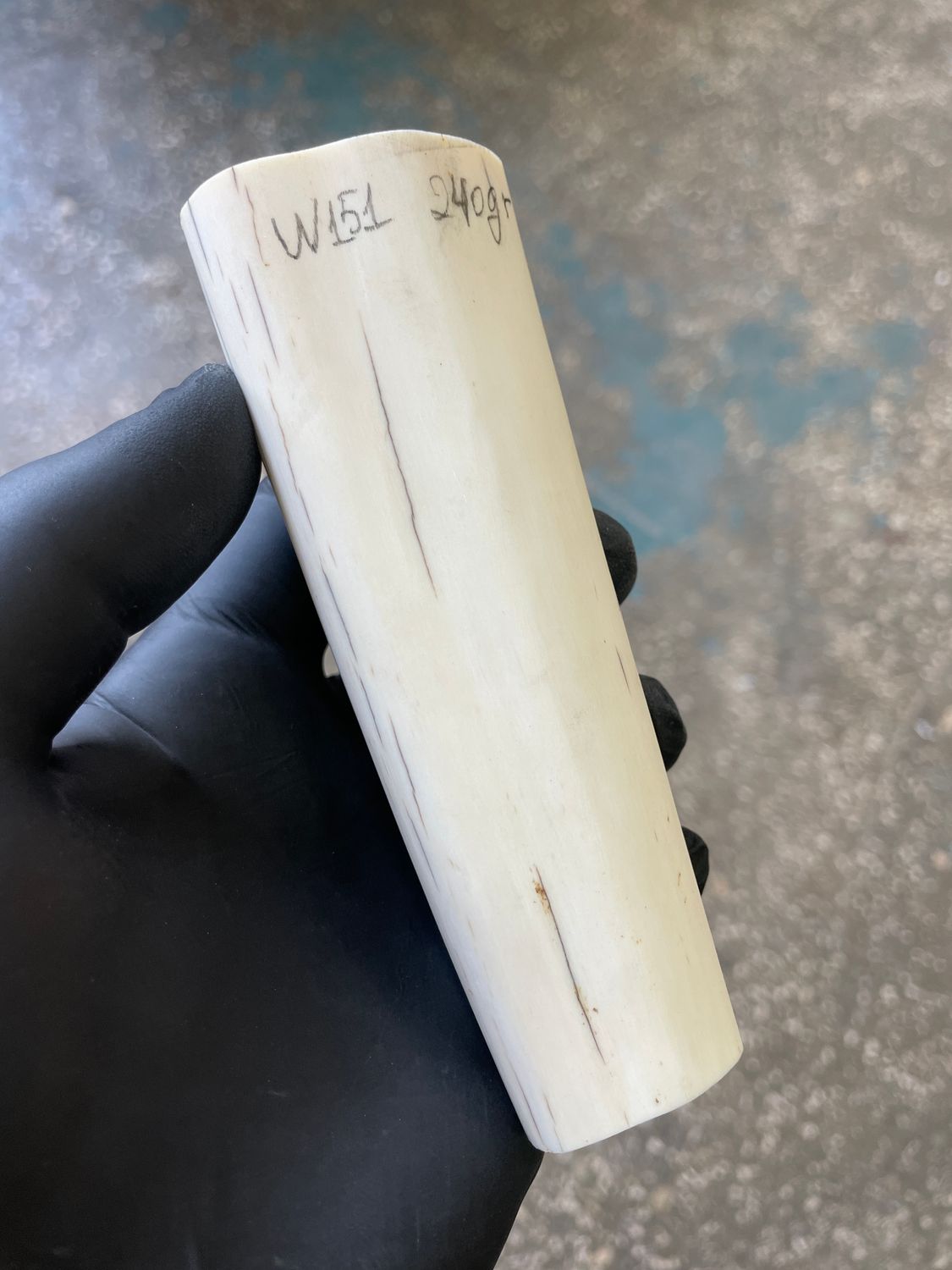 Walrus tusk for scrimshaw knifehandl carving 0.53 lb W151