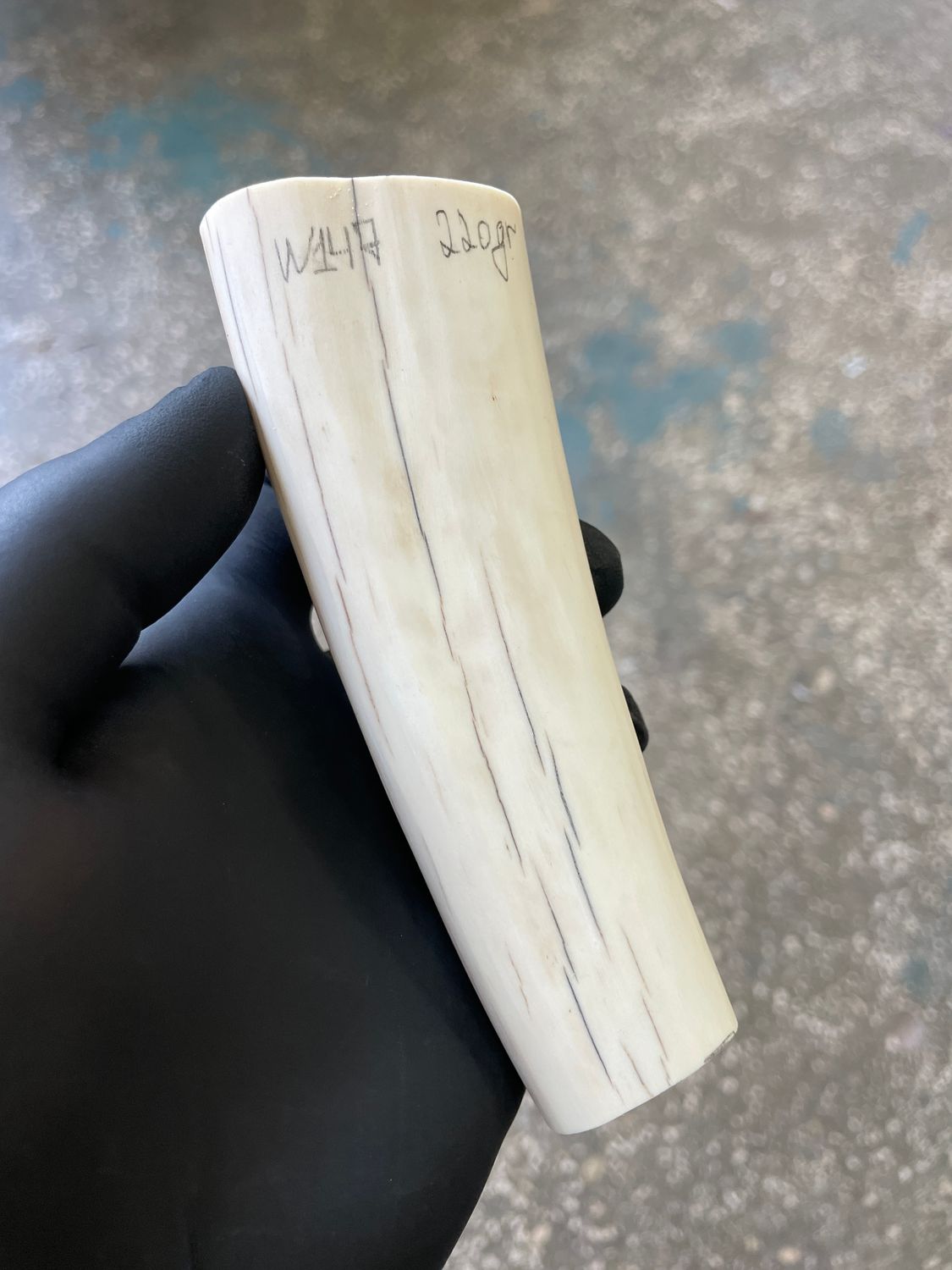 Walrus tusk for scrimshaw knifehandl carving 0.46 lb W147