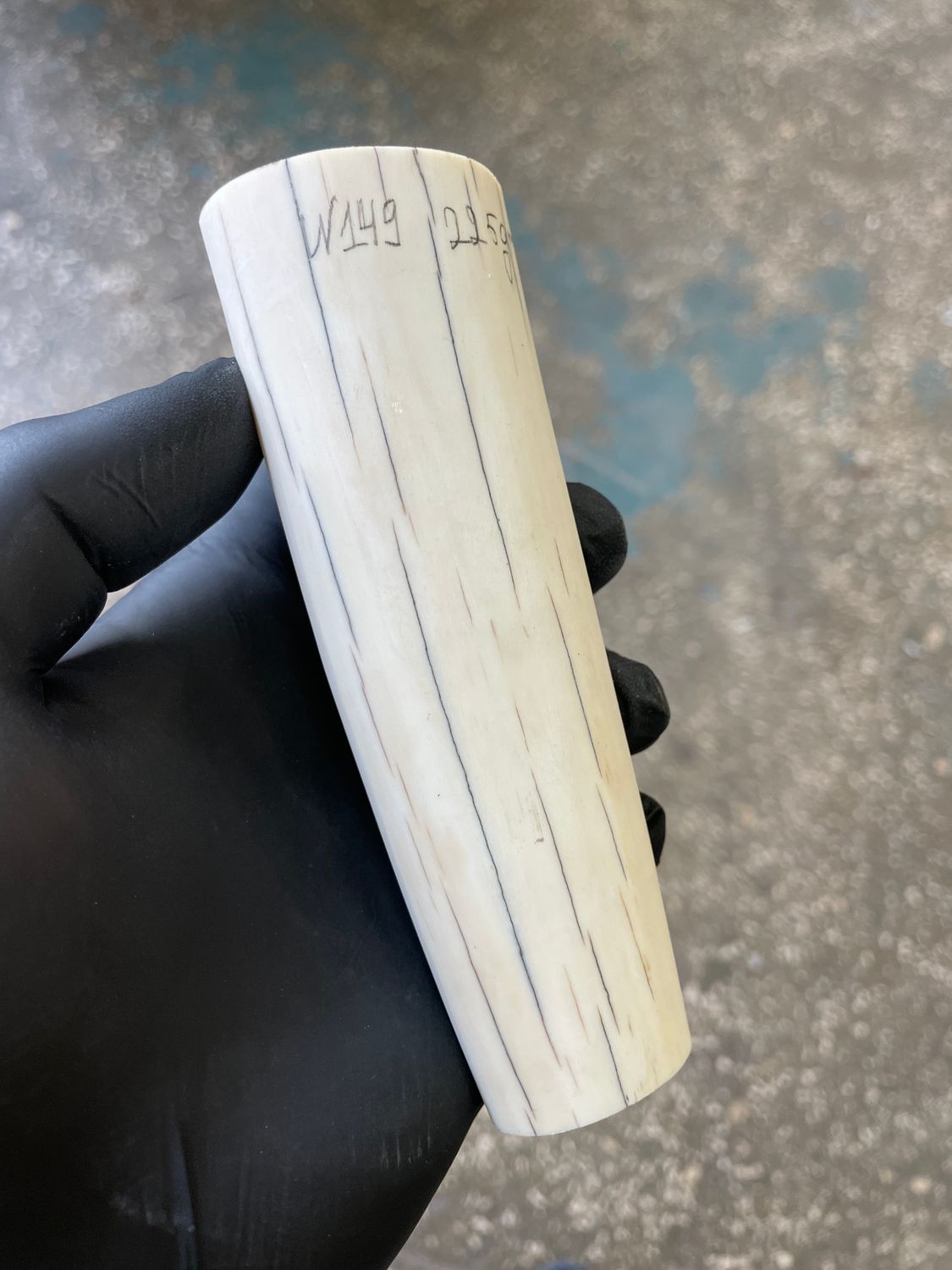 Walrus tusk for scrimshaw knifehandl carving 0.49 lb W149