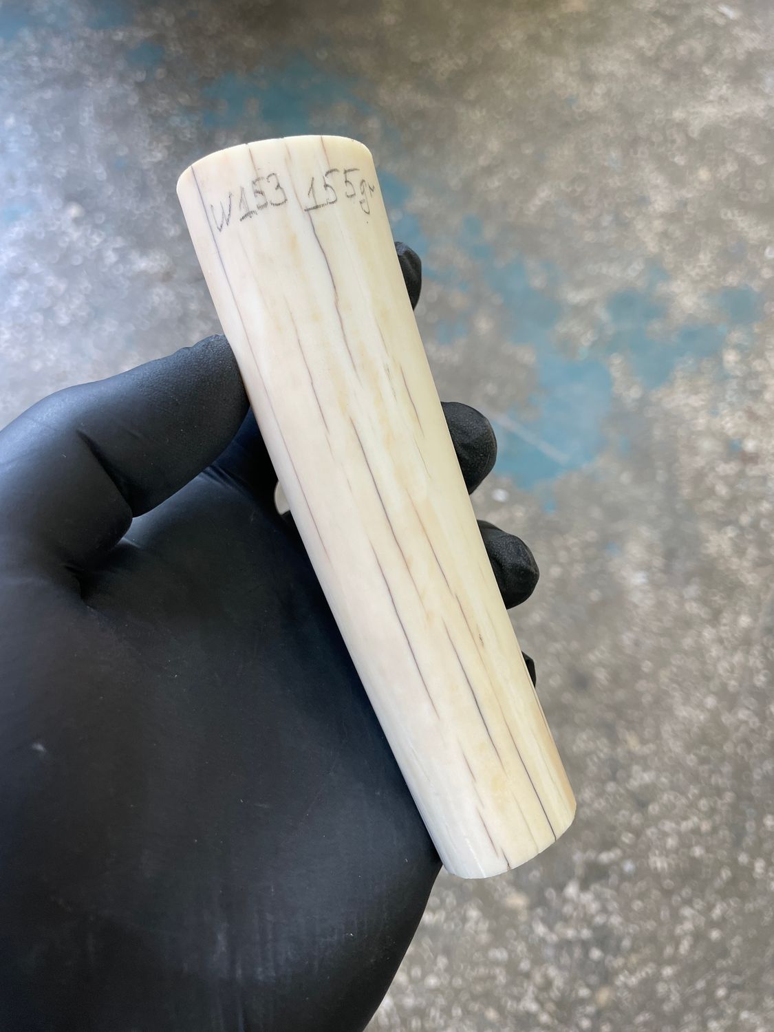 Walrus tusk for scrimshaw knifehandl carving 0.34 lb W153