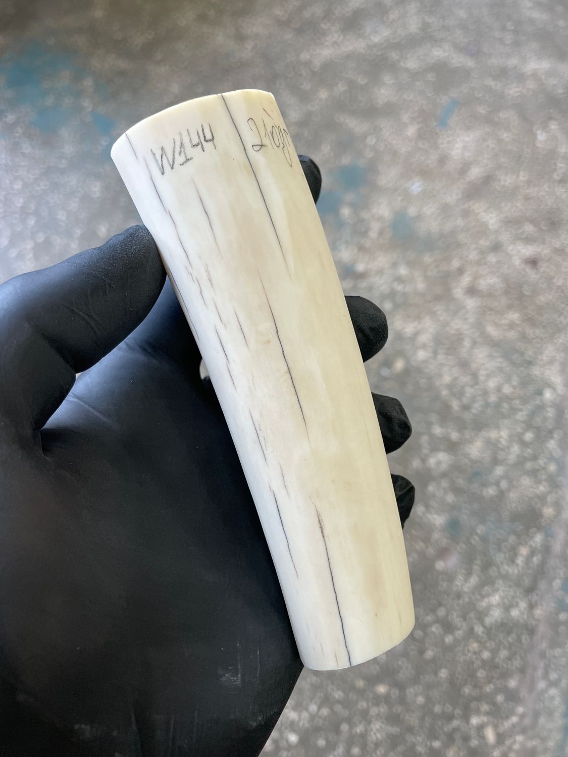 Walrus tusk for scrimshaw knifehandl carving 0.46 lb W144