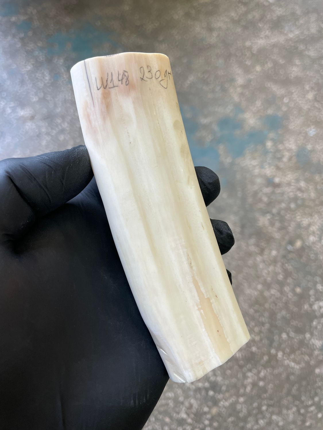 Walrus tusk for scrimshaw knifehandl carving 0.5 lb W148