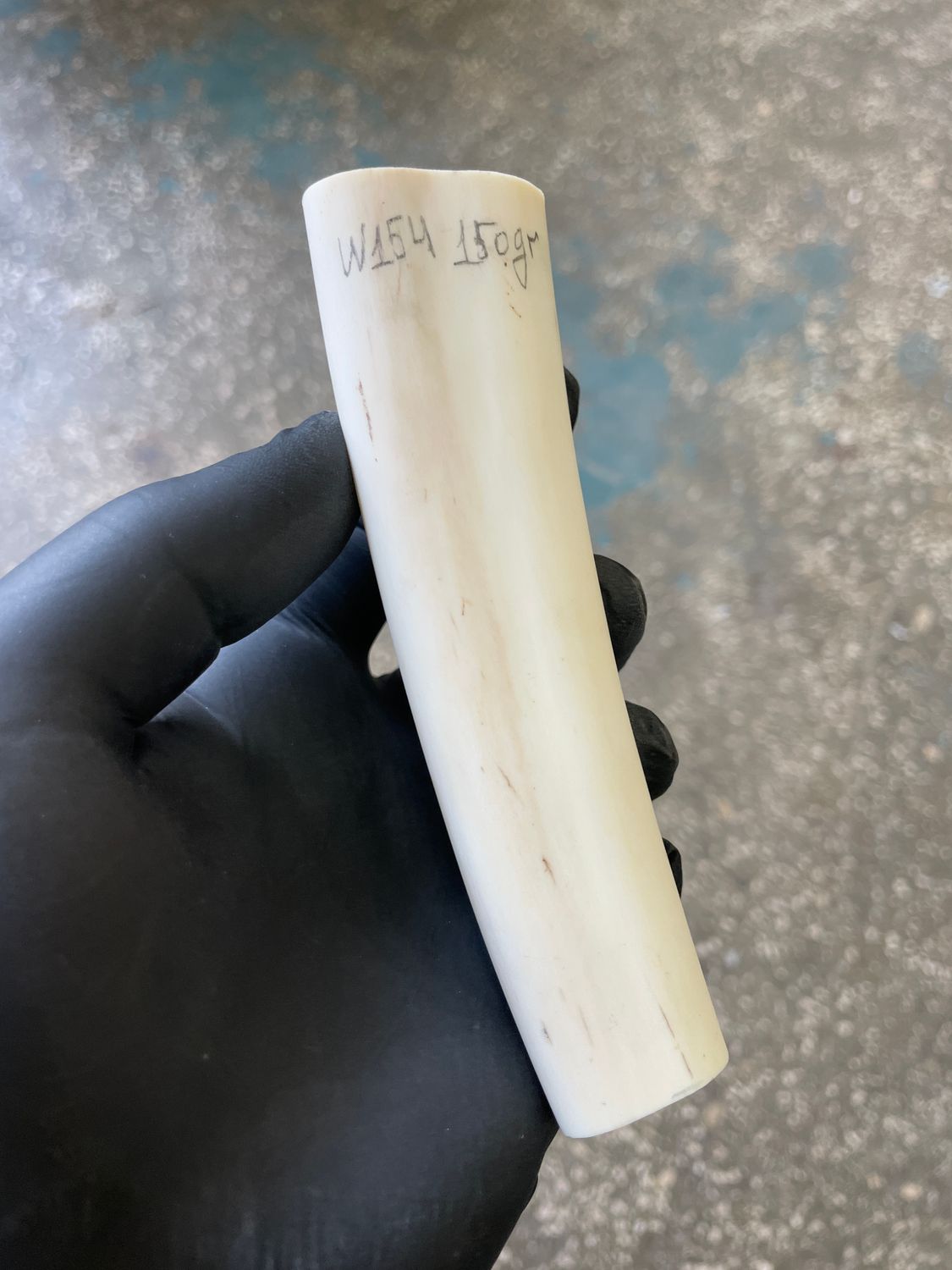 Walrus tusk for scrimshaw knifehandl carving 0.33 lb W154