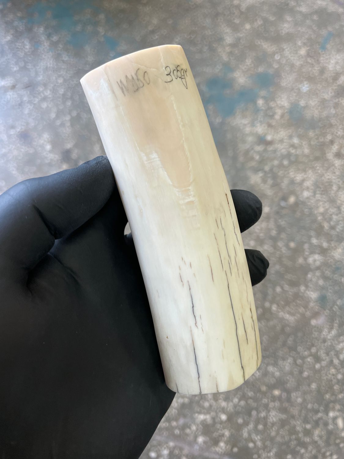 Walrus tusk for scrimshaw knifehandl carving 0.67 lb W150
