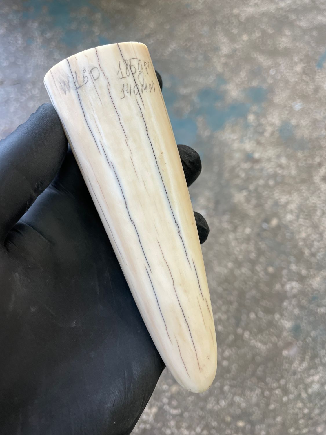 Walrus tusk for scrimshaw knifehandl carving 0.4 lb W160