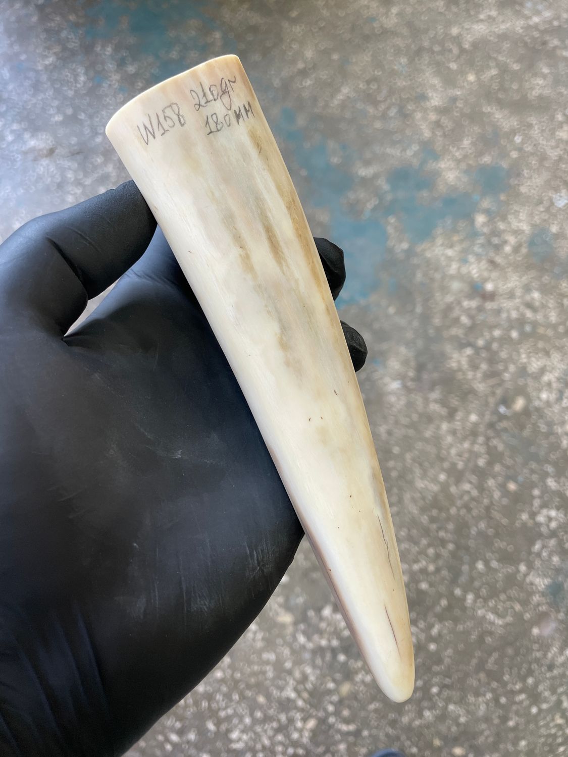 Walrus tusk for scrimshaw knifehandl carving 0.46 lb W158