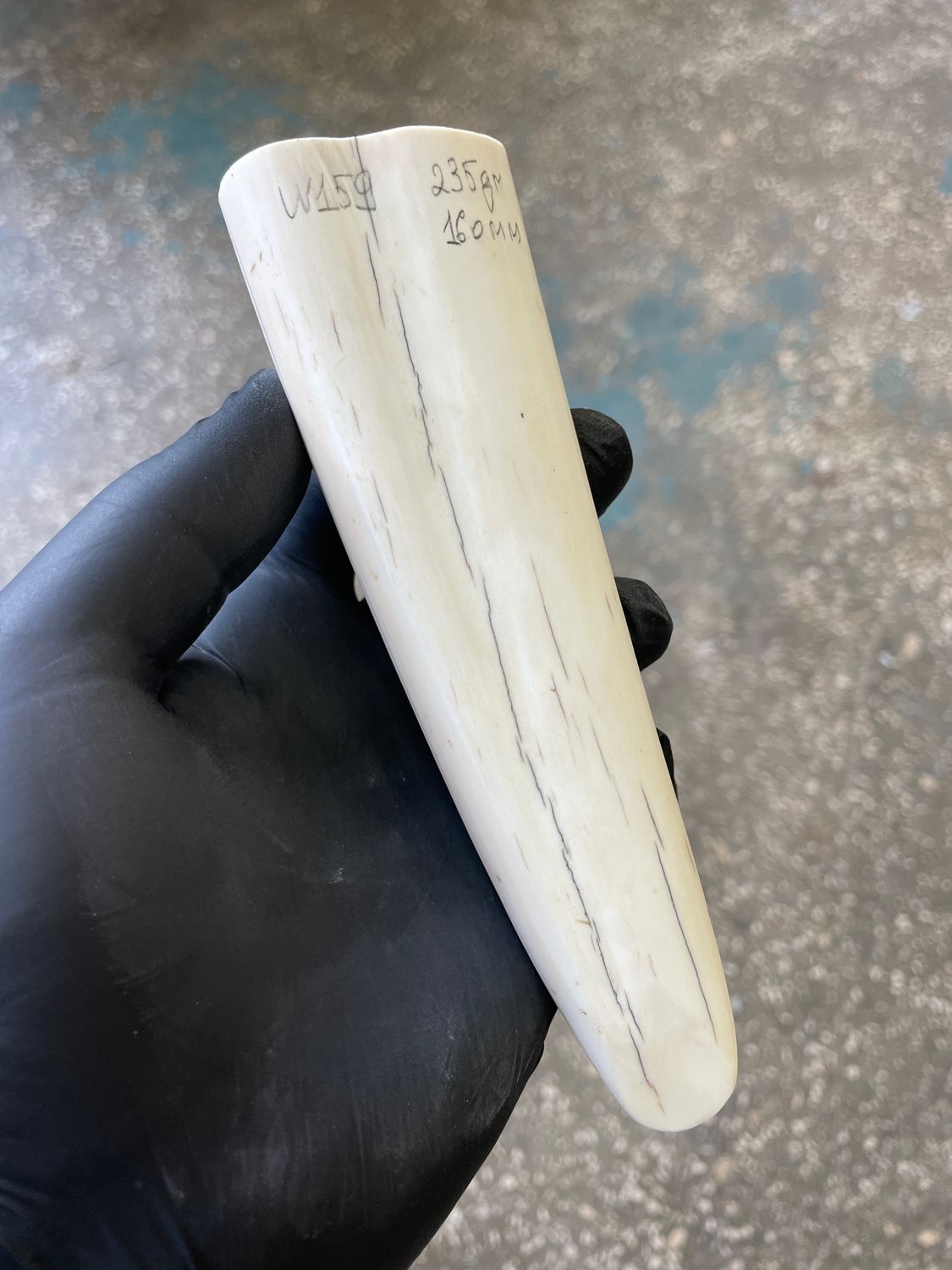 Walrus tusk for scrimshaw knifehandl carving 0.51 lb W159
