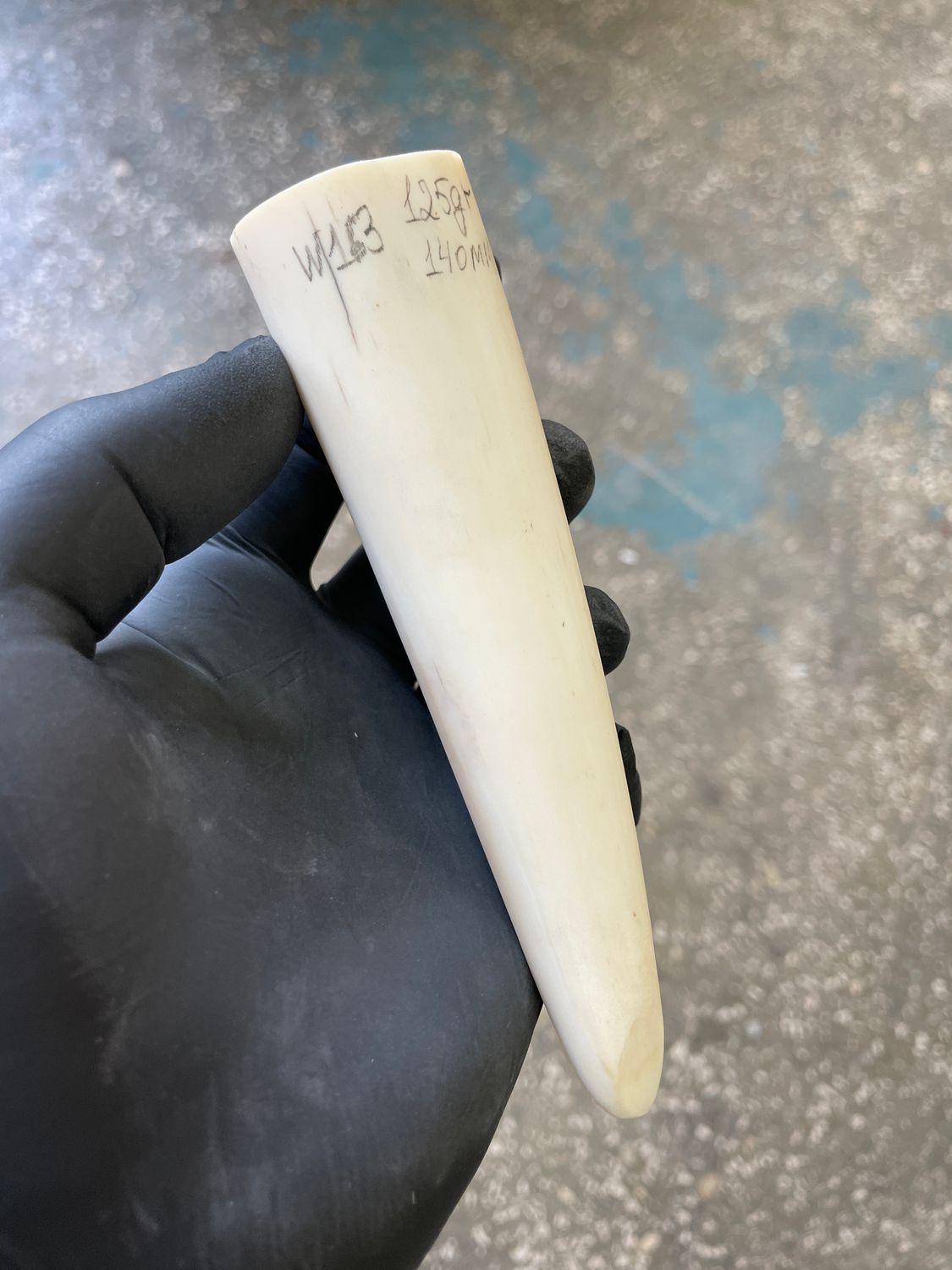 Walrus tusk for scrimshaw knifehandl carving 0.35 lb W163