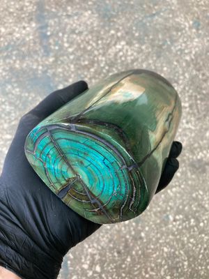 Mammoth tusk stabilized whole natural turquos polished
