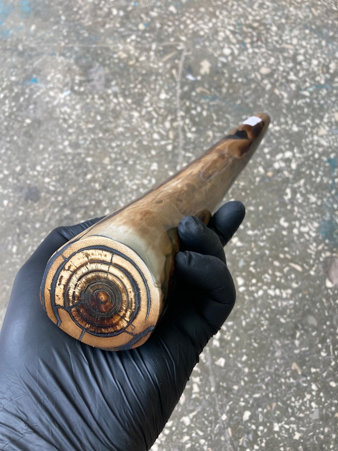 Mammoth tusk stabilized whole natural turquos polished tip3