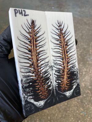 Pinecone in resin stabilized pair scales pine cone sprice for knifehand P42