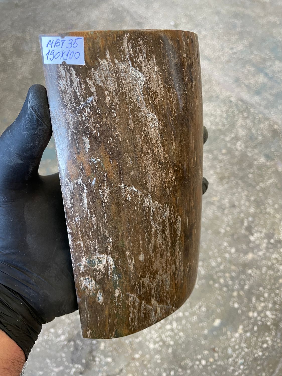 big mammoth tusk bark 1 scale  7.48-4.13 inch MBT35