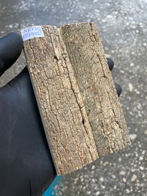 mammoth bark tusk pair scales MBT40