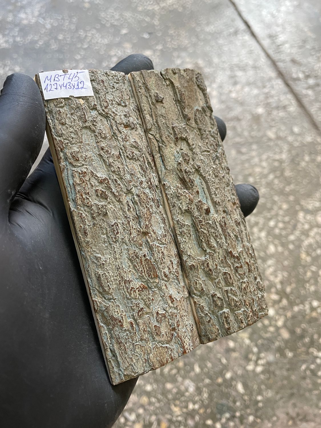 mammoth bark tusk pair scales MBT45