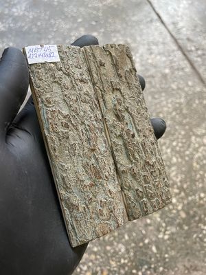 mammoth bark tusk pair scales MBT45