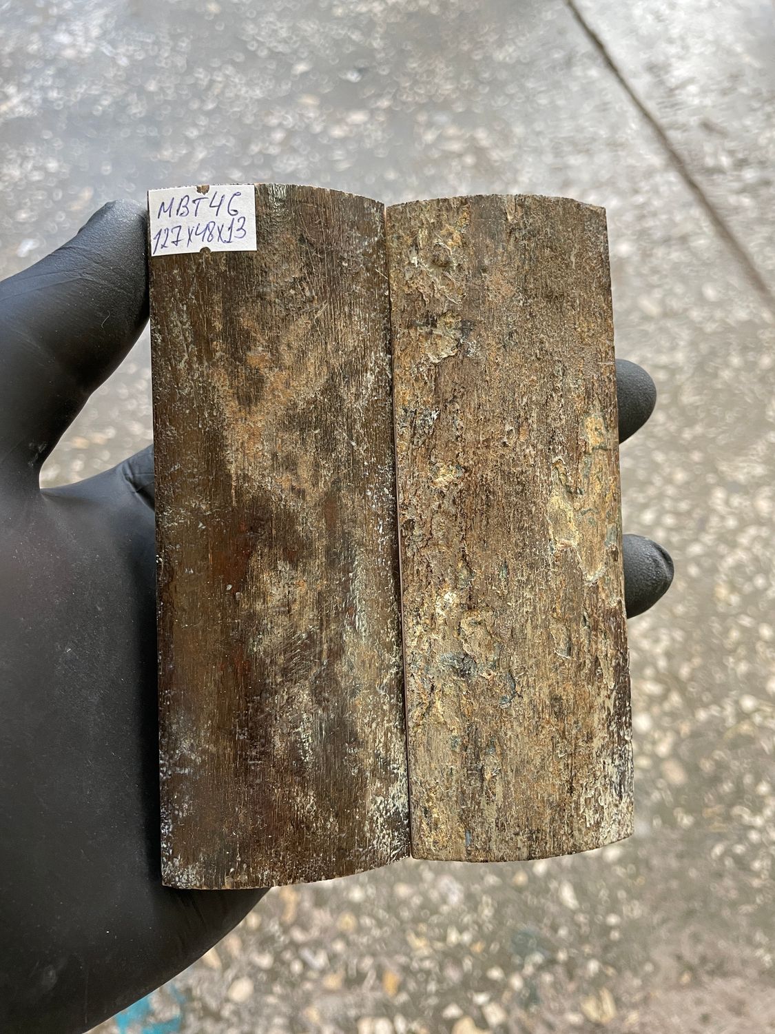 mammoth bark tusk pair scales MBT46