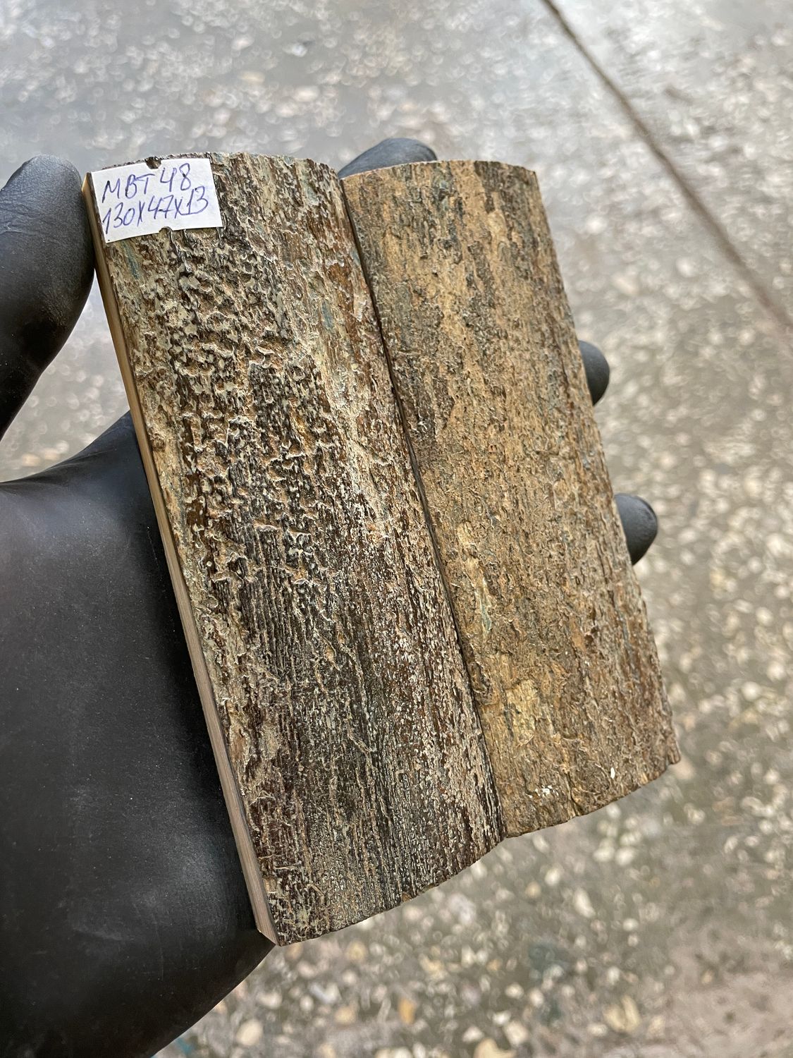mammoth bark tusk pair scales MBT48