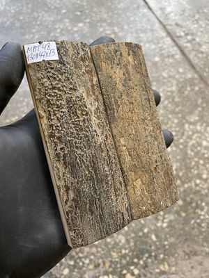 mammoth bark tusk pair scales MBT48