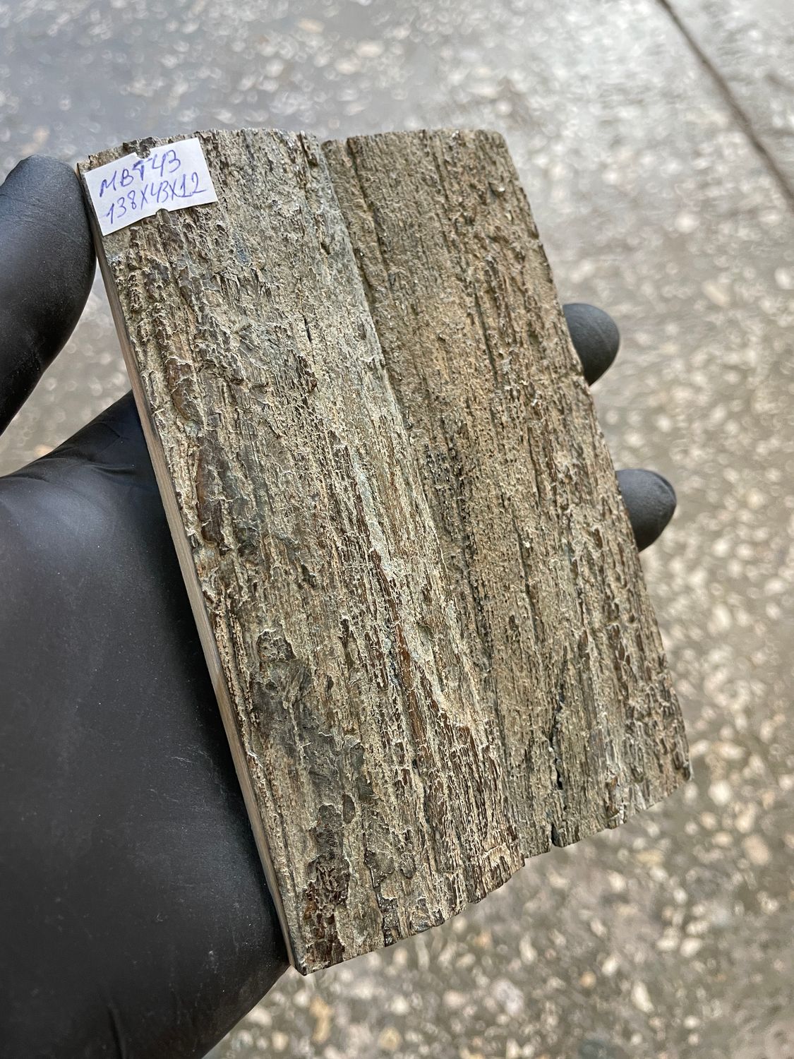 mammoth bark tusk pair scales MBT43
