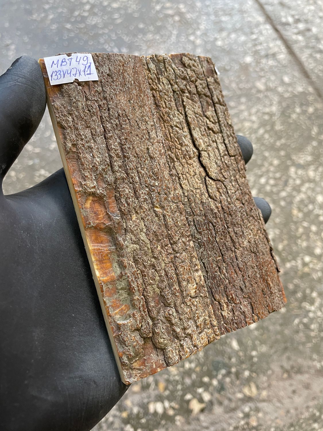 mammoth bark tusk pair scales MBT49