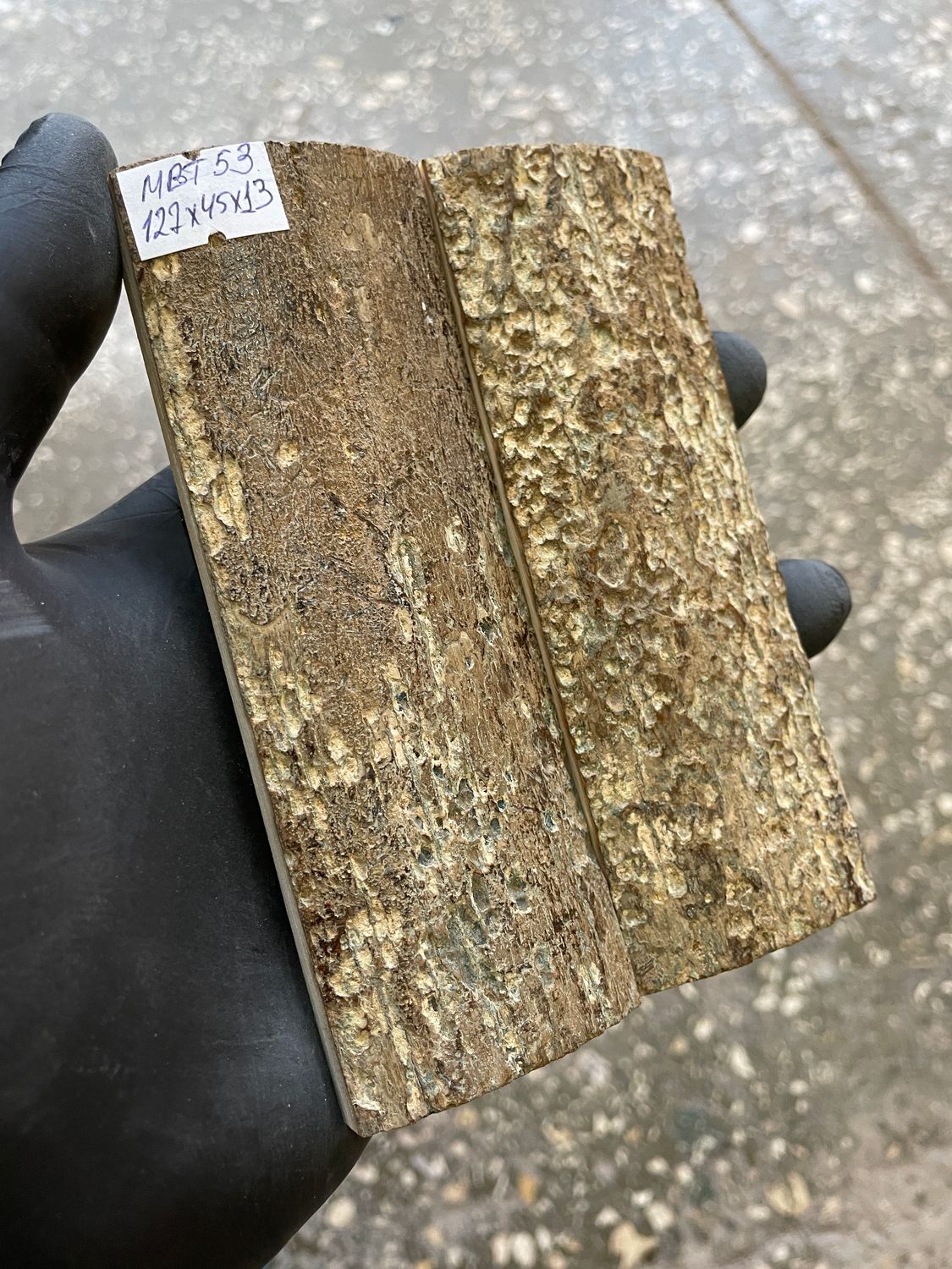 mammoth bark tusk pair scales MBT53