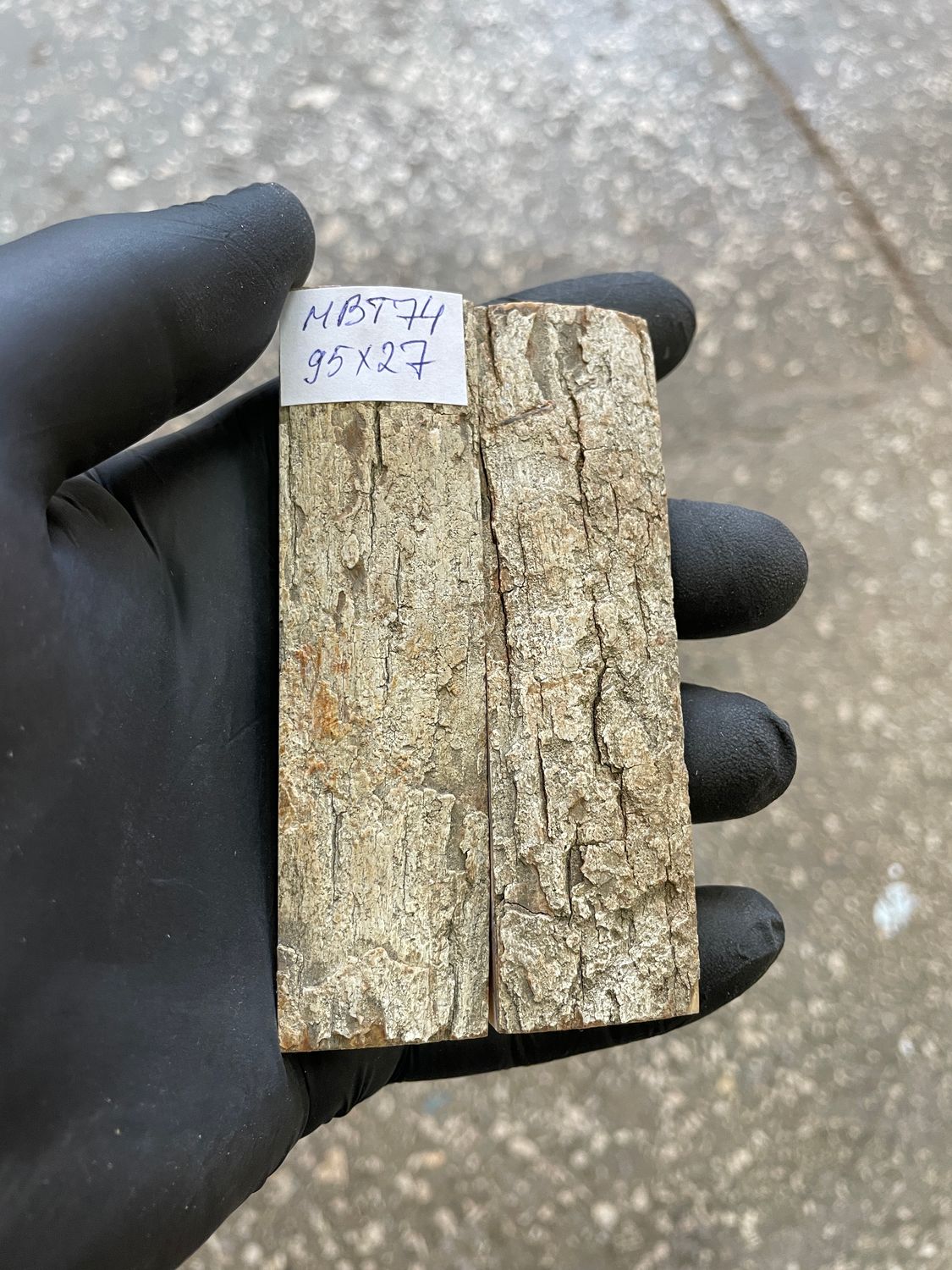 mammoth bark tusk pair scales MBT74