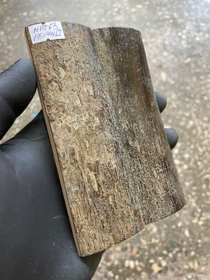 mammoth bark tusk pair scales MBT63