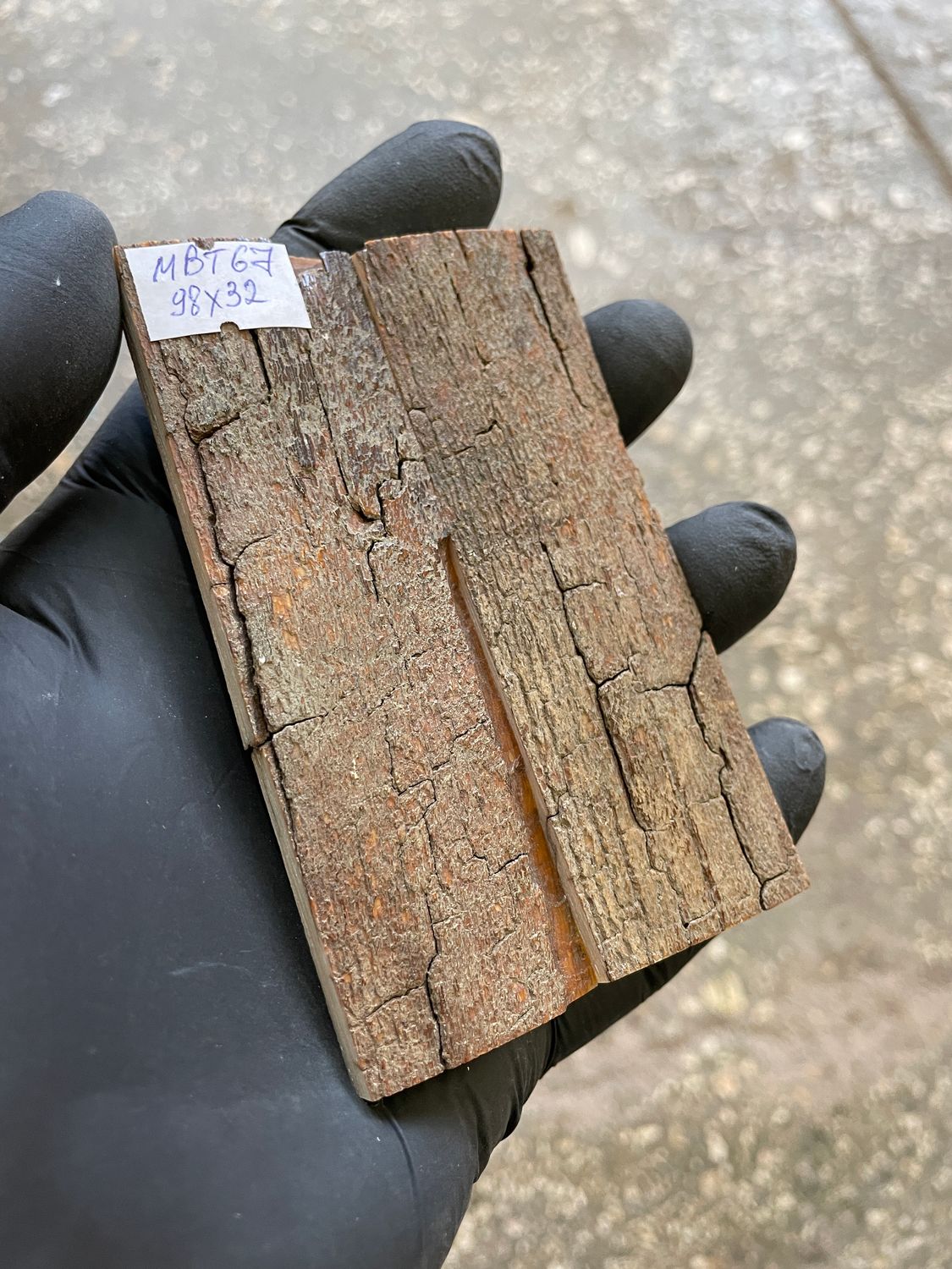 mammoth bark tusk pair scales MBT67