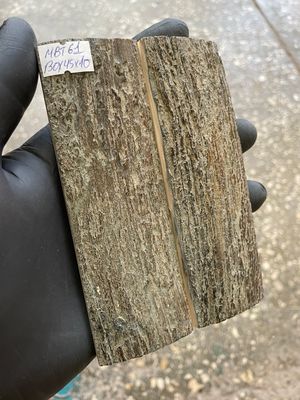 mammoth bark tusk pair scales MBT61