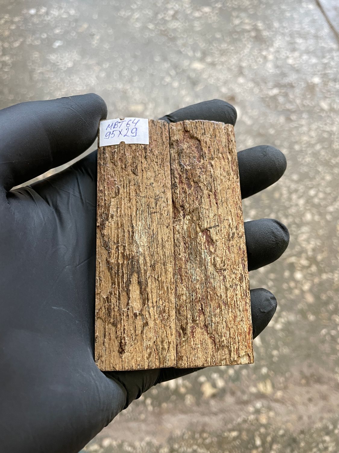mammoth bark tusk pair scales MBT64