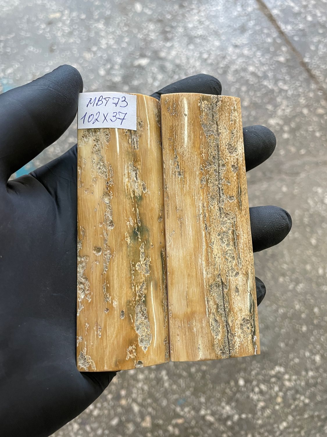 mammoth bark tusk pair scales MBT73