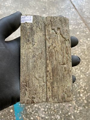mammoth bark tusk pair scales MBT59