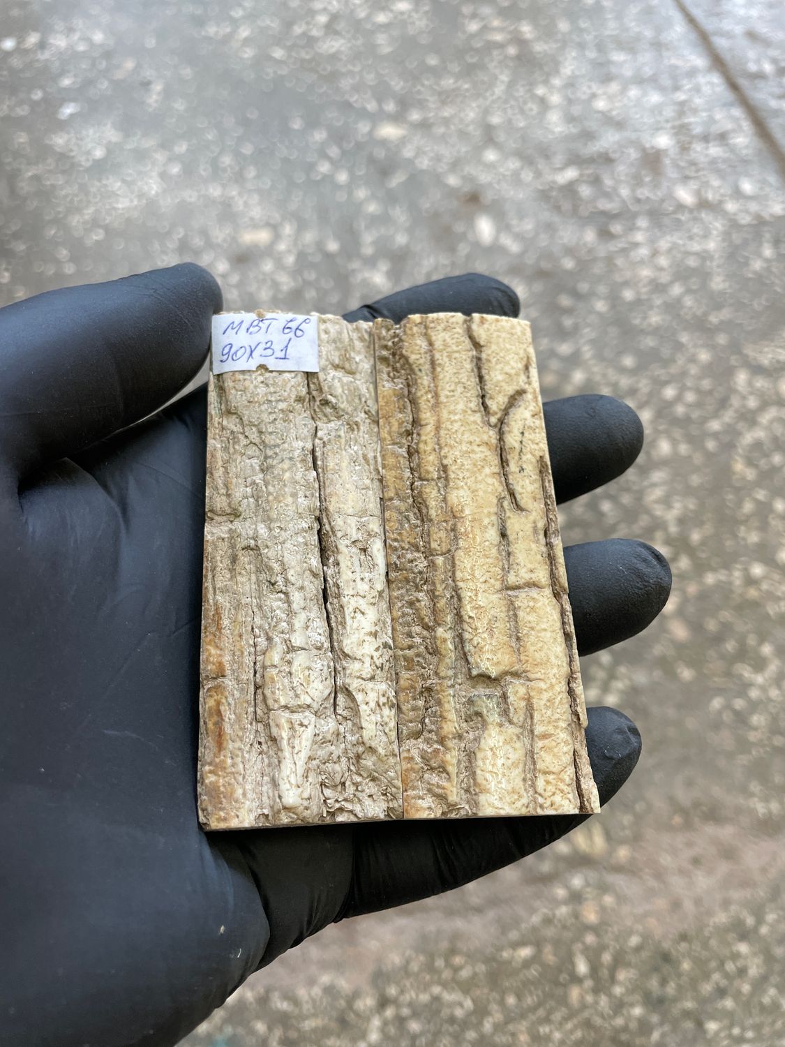 mammoth bark tusk pair scales MBT66