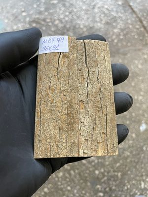 mammoth bark tusk pair scales MBT79
