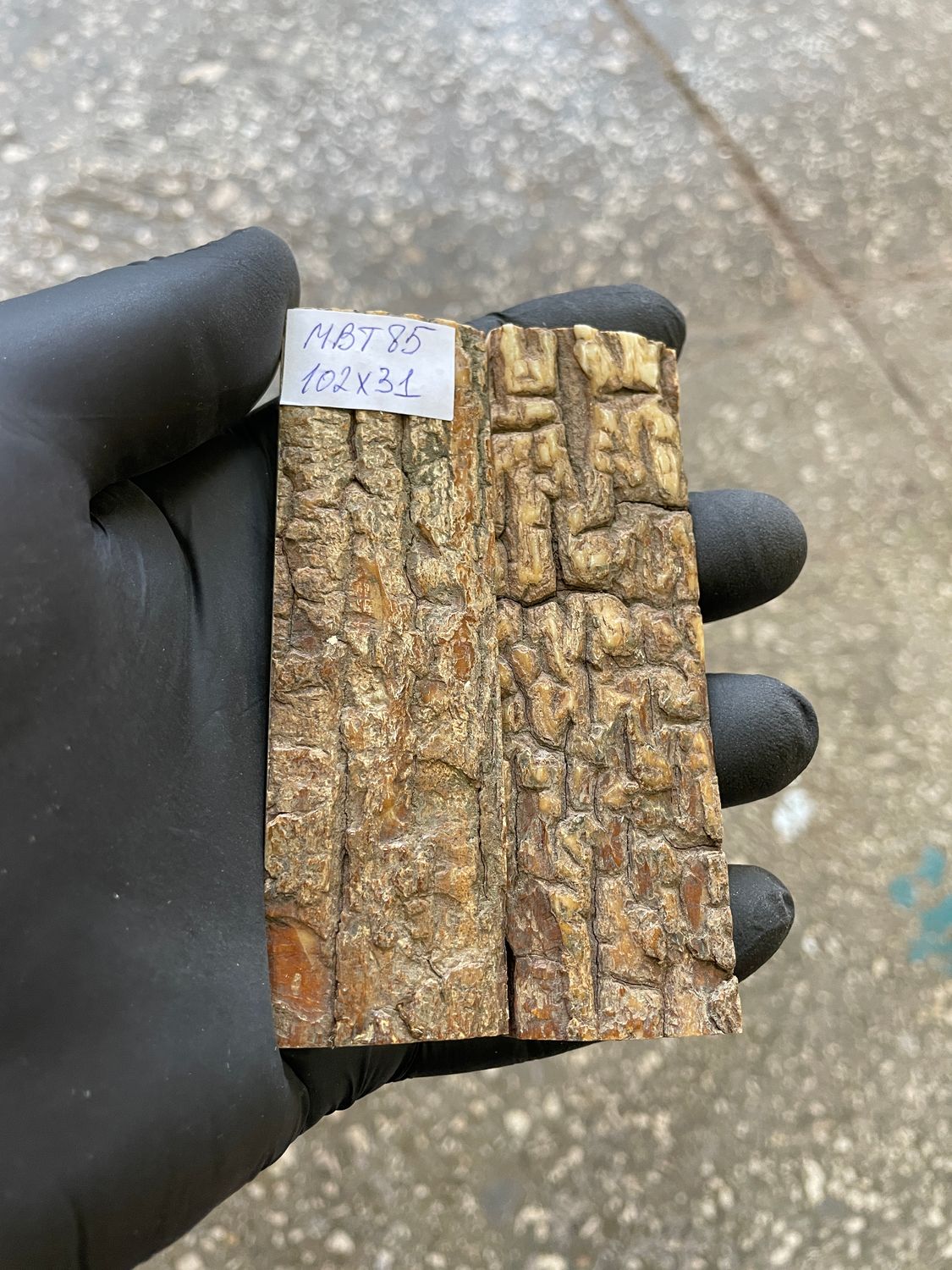 mammoth bark tusk pair scales MBT85