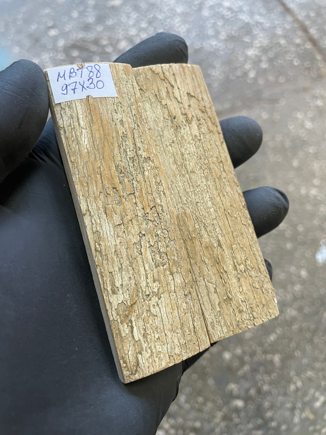 mammoth bark tusk pair scales MBT88