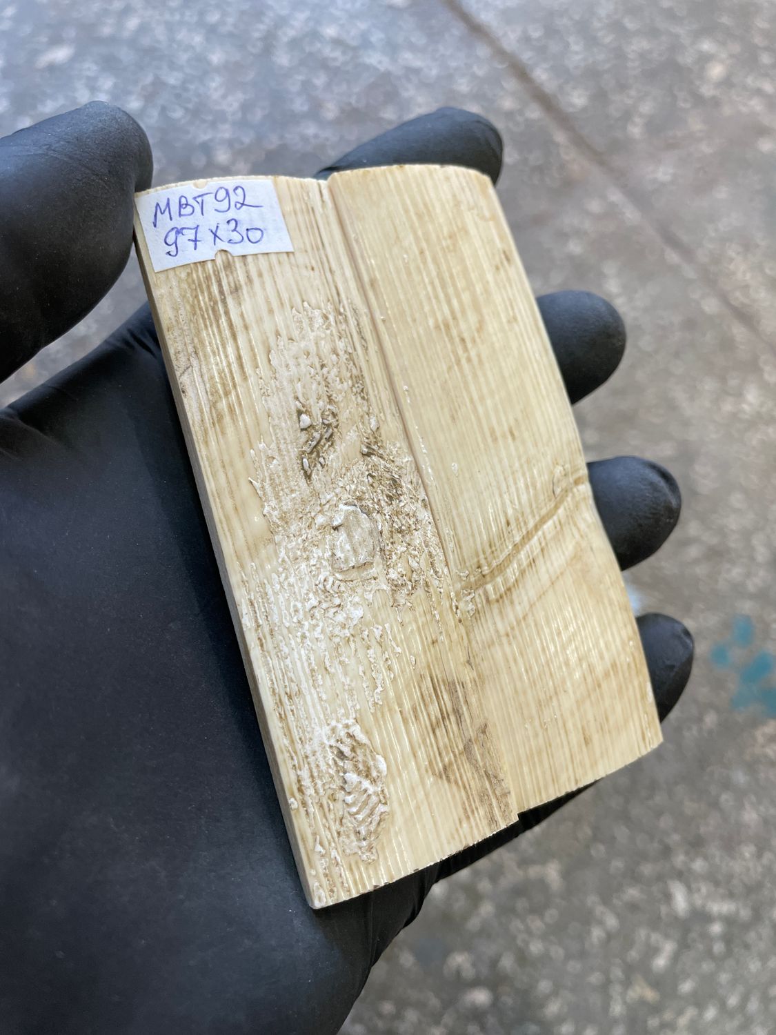 mammoth bark tusk pair scales MBT92