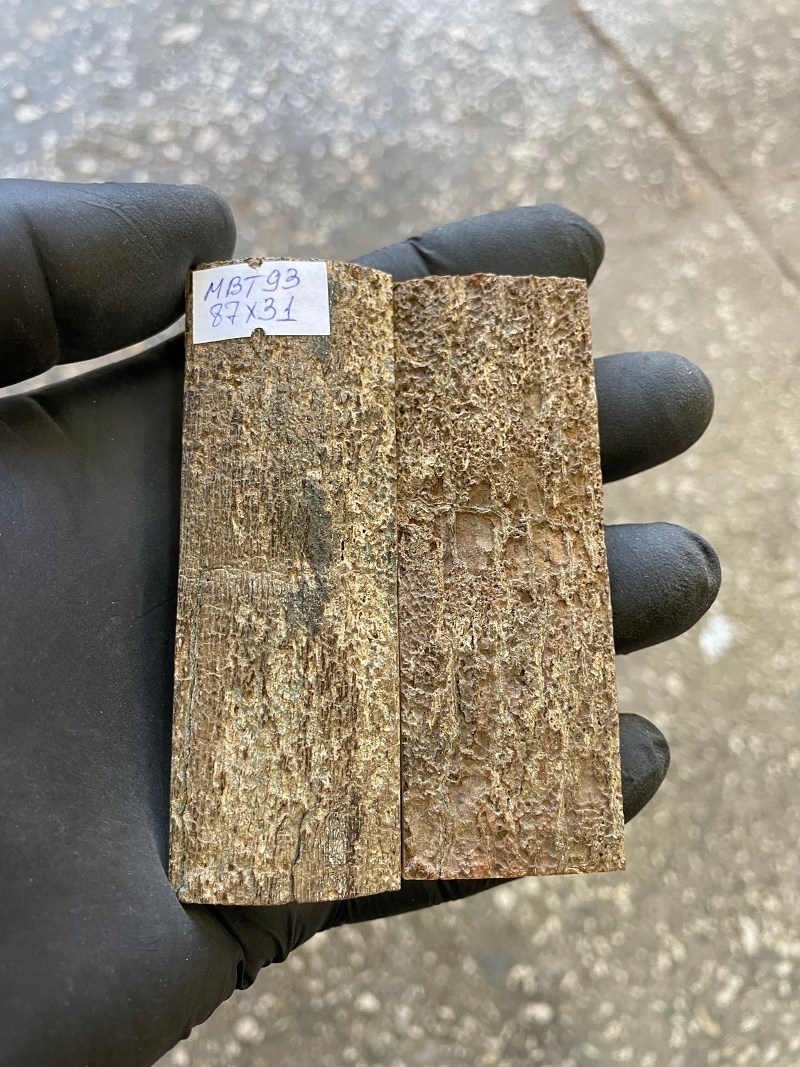 mammoth bark tusk pair scales MBT93