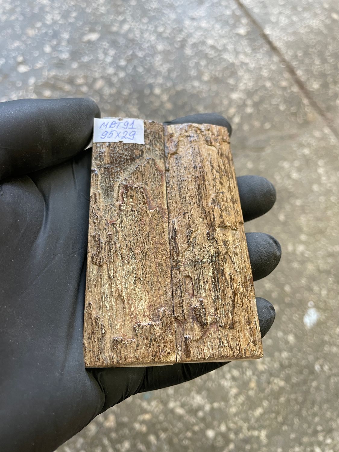 mammoth bark tusk pair scales MBT91
